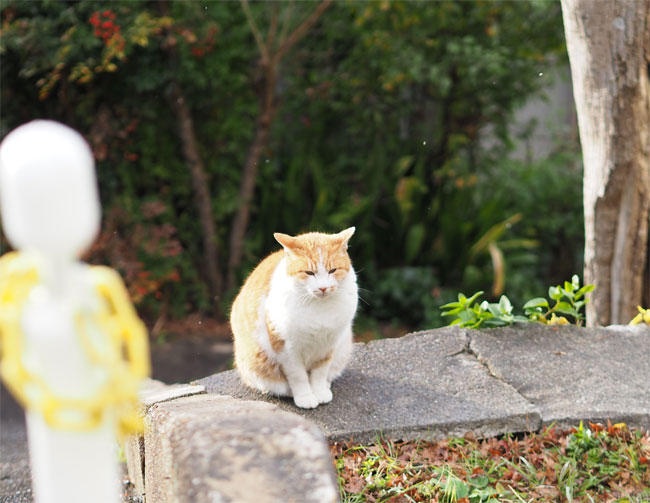 京都の猫さん4928.jpg