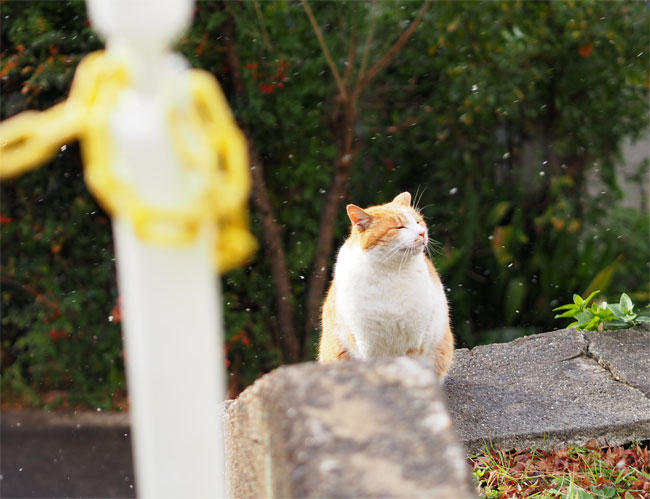 京都の猫さん4930.jpg