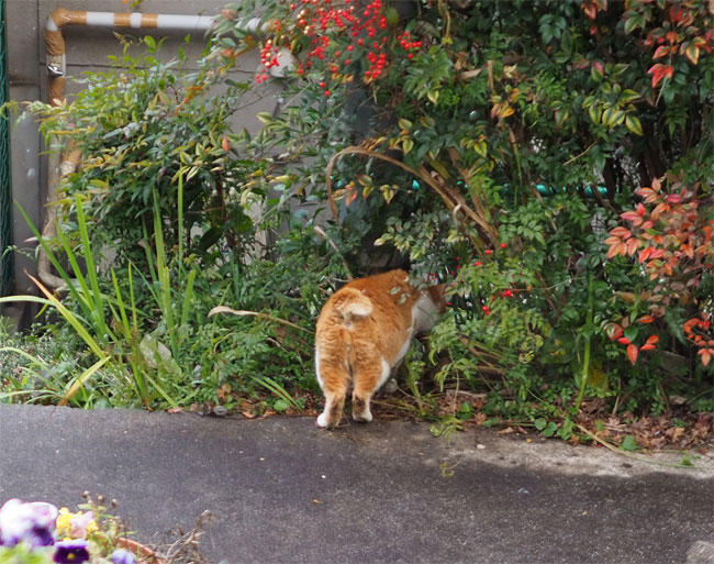 京都の猫さん4932.jpg