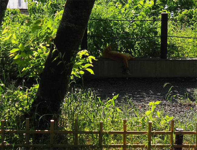 京都猫さん5101.jpg