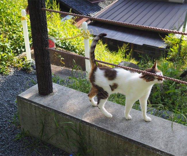 京都猫さん5117.jpg