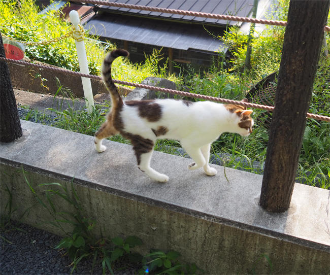京都猫さん5120.jpg