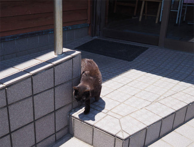 猫島猫さん5187.jpg