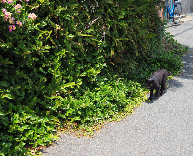 黒猫さん5203.jpg