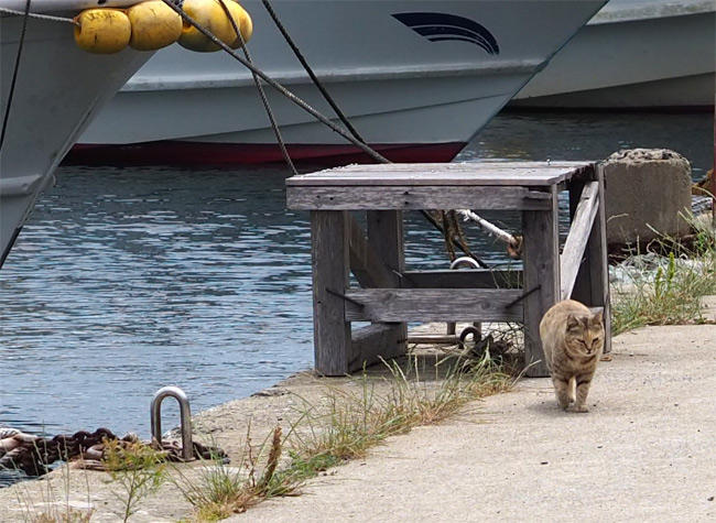 海辺の猫さん5243.jpg