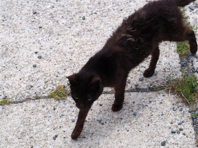 黒猫さん5254.jpg