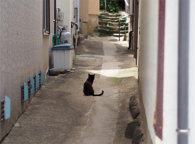 猫島の猫さん5363.jpg