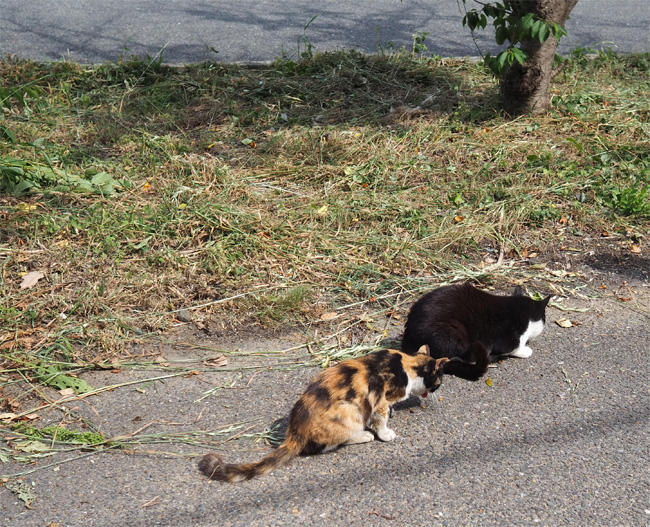 猫島の猫さん5372.jpg
