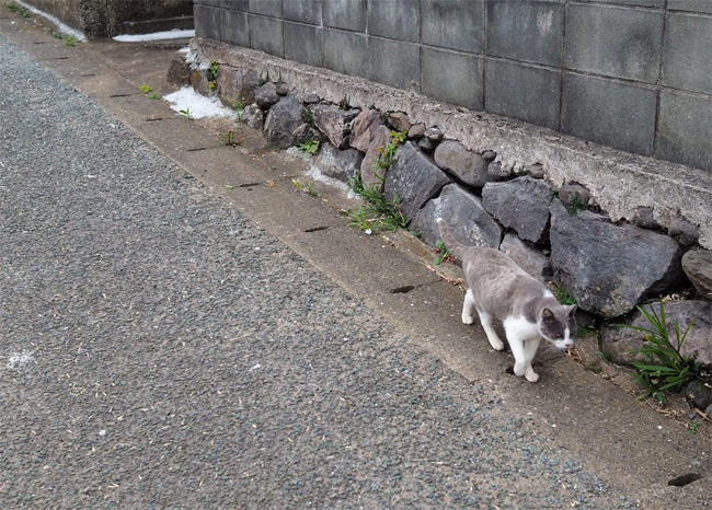 猫島猫さん5392.jpg