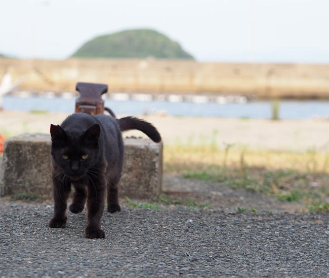猫島の猫さん5425.jpg