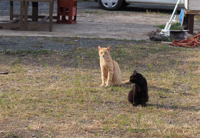 猫島の猫さん5431.jpg