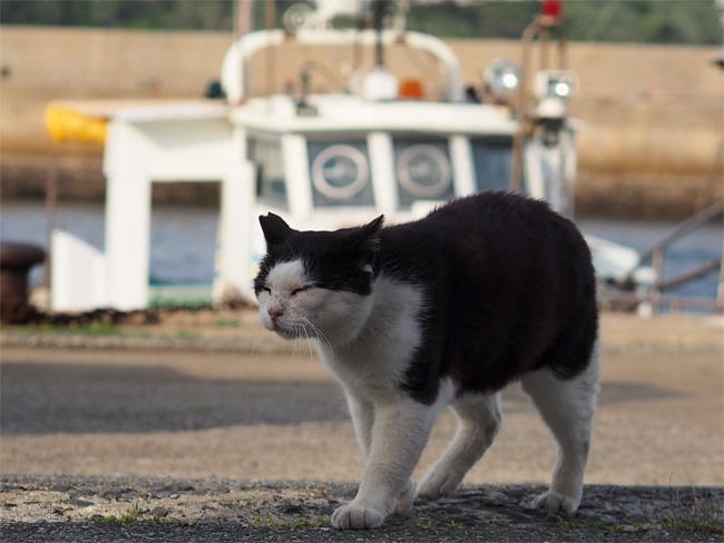 猫島の猫さん5433.jpg