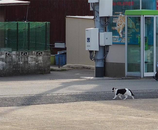 猫島の猫さん5434.jpg
