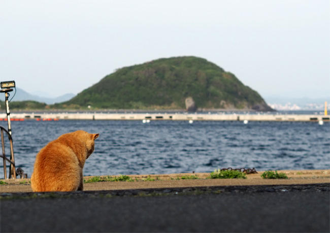 猫島の猫さん5441.jpg
