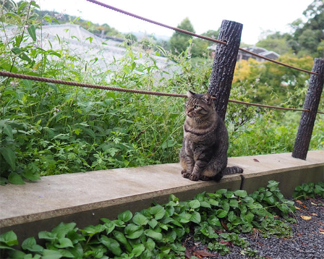 京都猫さん5451.jpg