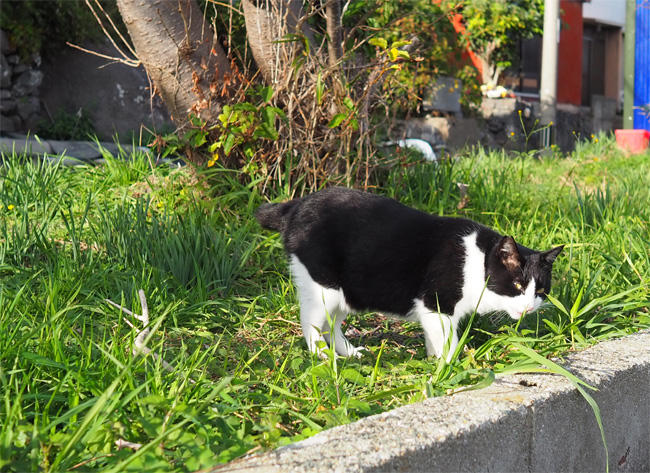 猫島の猫さん5641.jpg