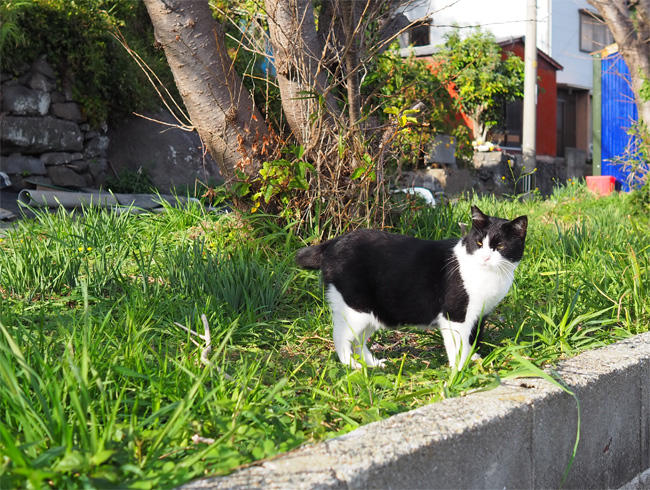 猫島の猫さん5642.jpg
