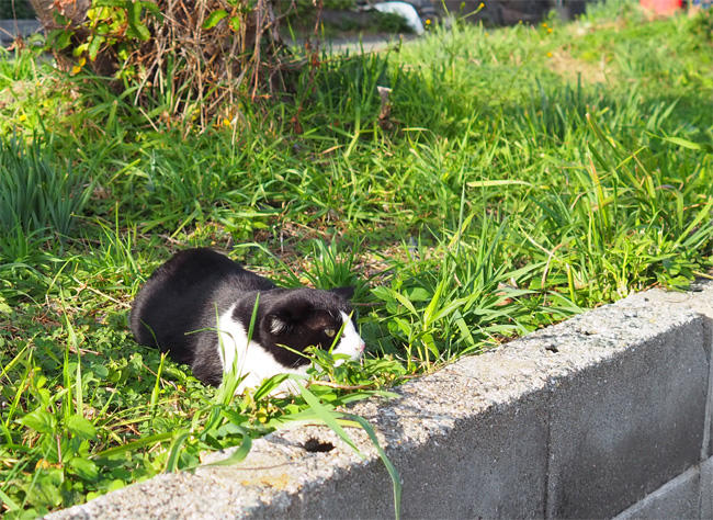 猫島の猫さん5643.jpg