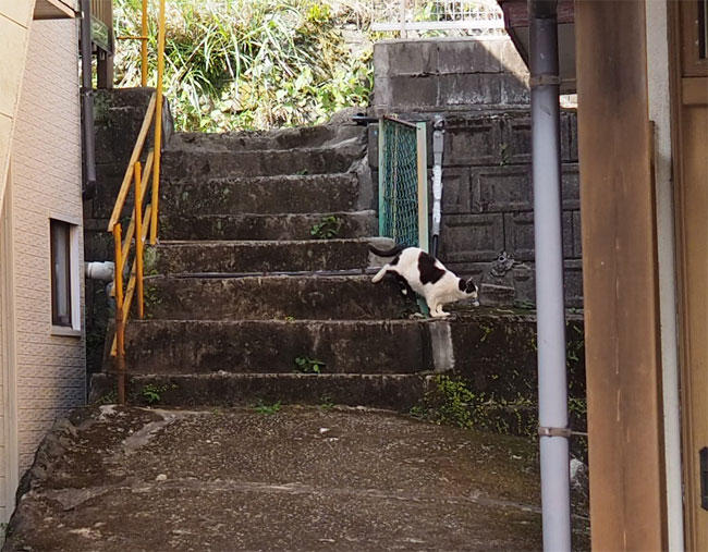 白黒猫さん5754.jpg