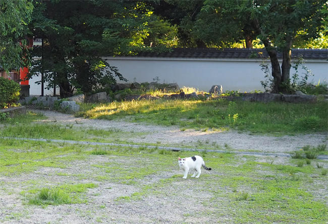 公園猫さん5952.jpg