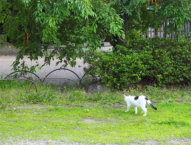 公園猫さん5954.jpg