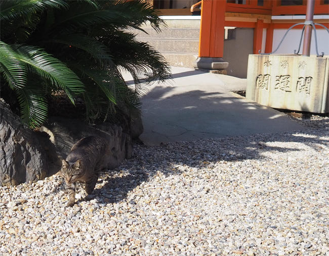 龍泉寺の猫さん5991.jpg