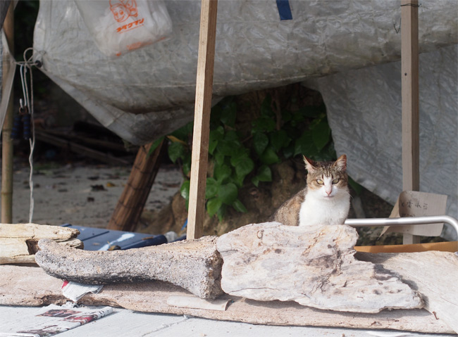 竹富島ビーチの猫さん1047.jpg