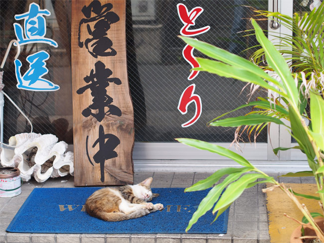 石垣島の看板猫さん1105.jpg