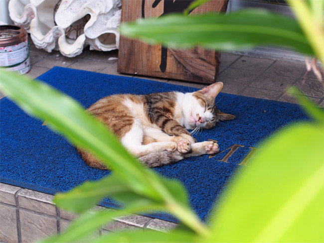 石垣島の看板猫さん1106.jpg