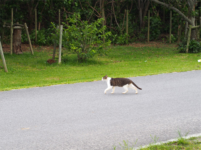 石垣島の公園猫さん1107.jpg
