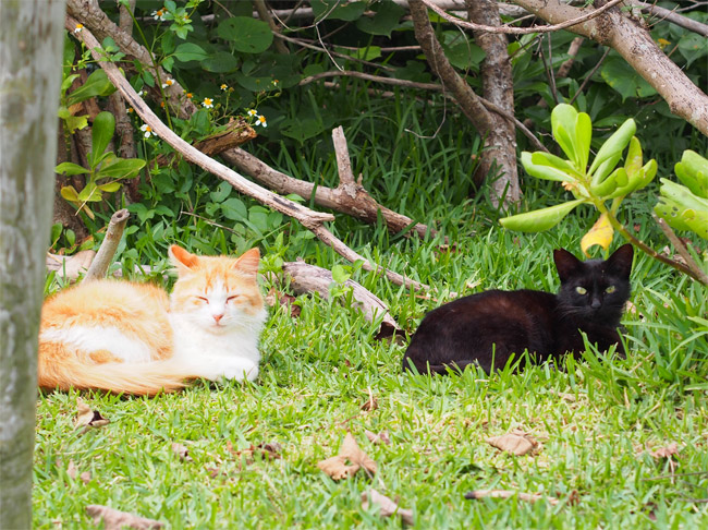石垣島の公園猫さん111４.jpg