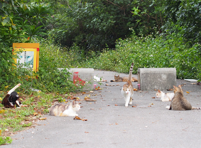 石垣島の公園猫さん1115.jpg