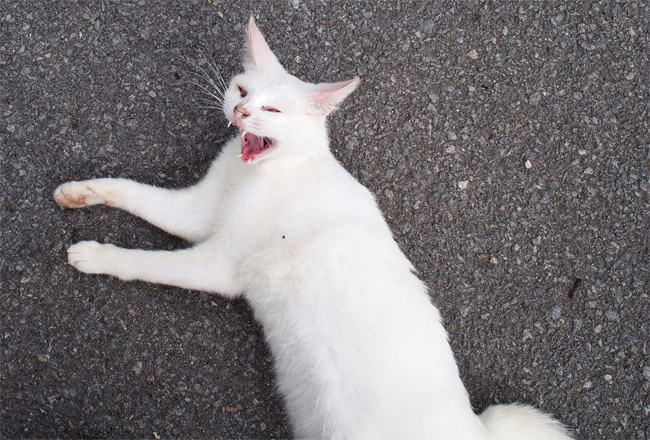 石垣島の猫さん1116.jpg