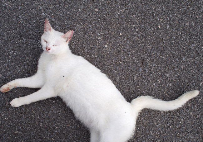 石垣島の猫さん1117.jpg