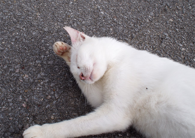 石垣島の猫さん1118.jpg