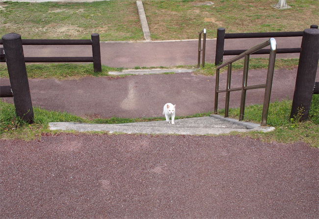 石垣島の猫さん1121.jpg