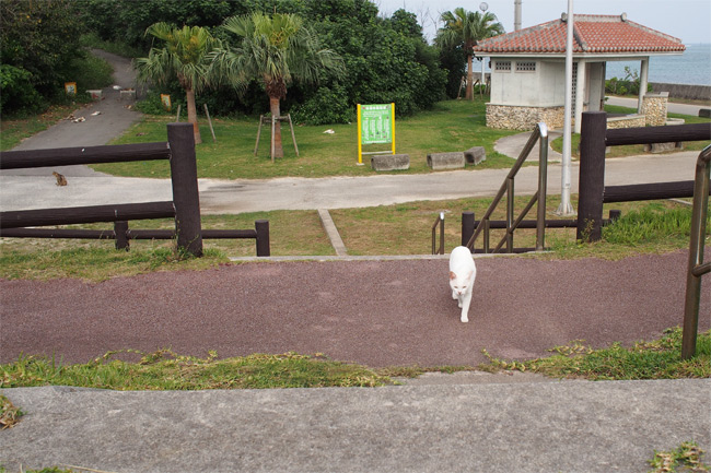 石垣島の猫さん1122.jpg