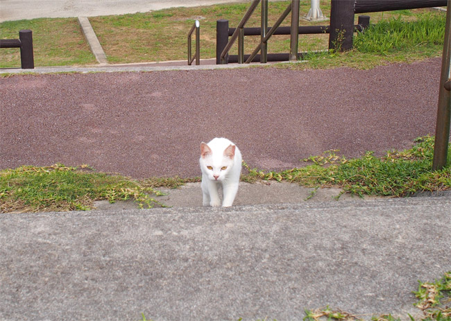 石垣島の猫さん1123.jpg