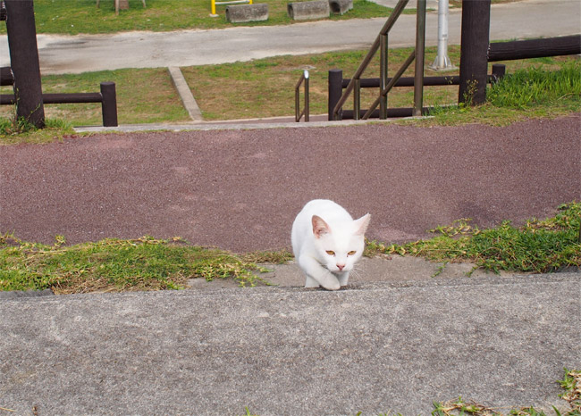 石垣島の猫さん1124.jpg