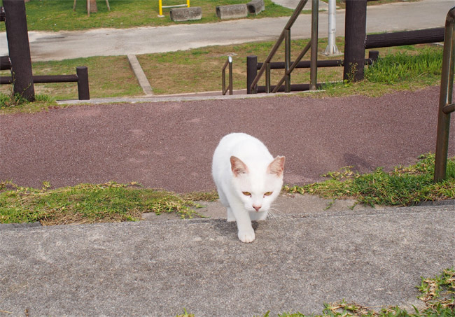 石垣島の猫さん1125.jpg