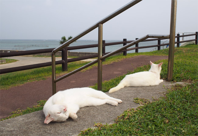 石垣島の猫さん1126.jpg