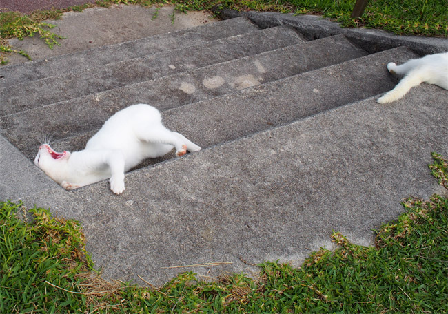 石垣島の猫さん1127.jpg
