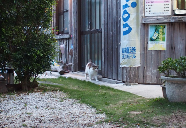 竹富島猫さん1134.jpg