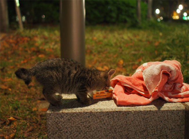公園の捨て猫さん1182.jpg