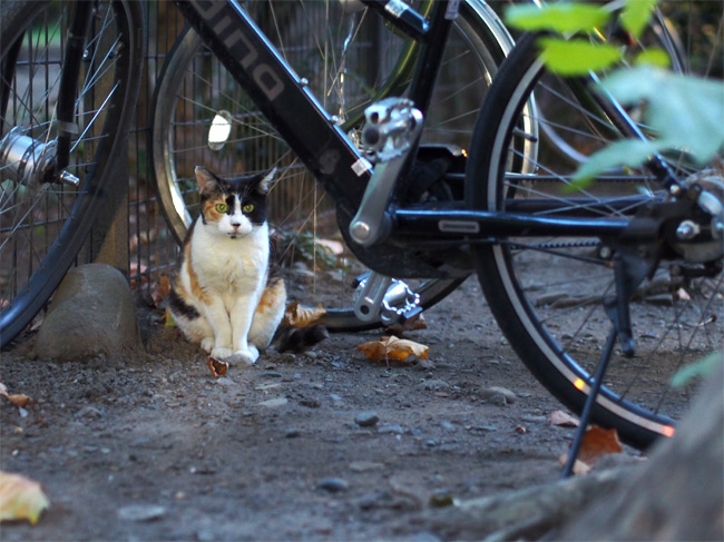 東京の公園猫さん1201.jpg
