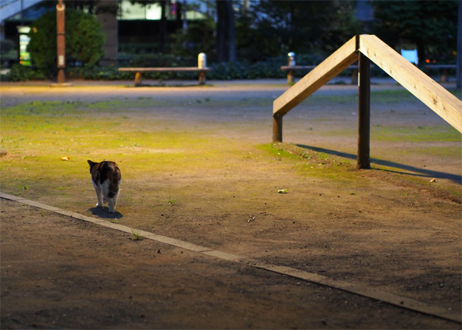 東京の公園猫さん1206.jpg