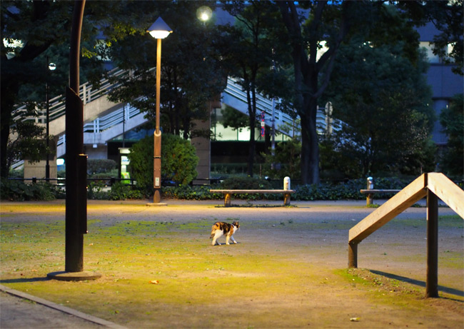 東京の公園猫さん1207.jpg