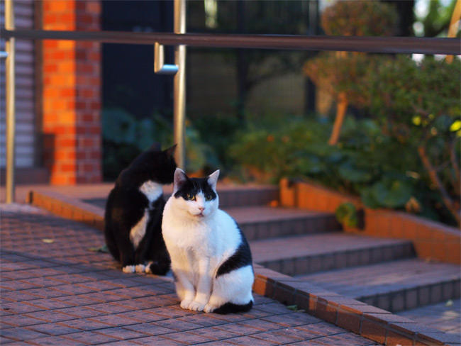東京の公園猫さん1208.jpg