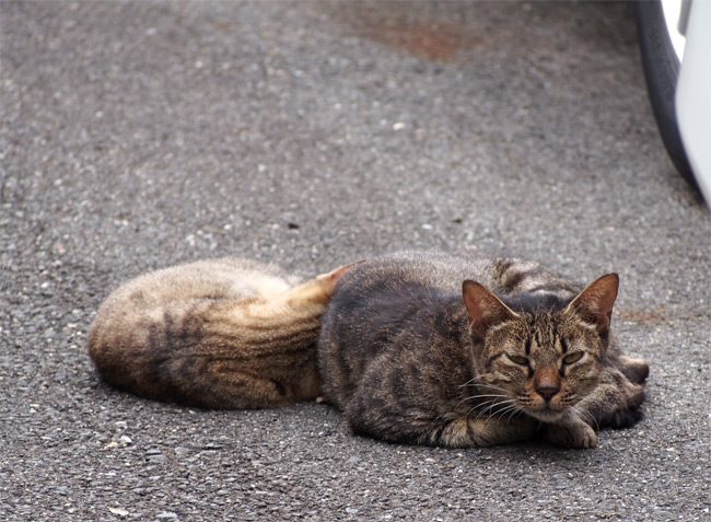 京都の猫さん1211.jpg