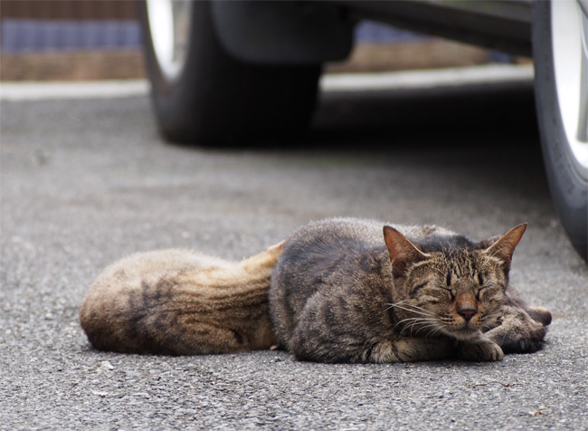 京都の猫さん1212.jpg